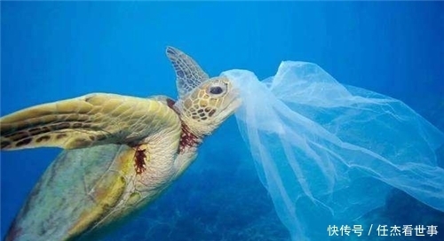 日本潜艇深入海底1万米,捕捉到的一海洋生物,给人类敲响了警钟