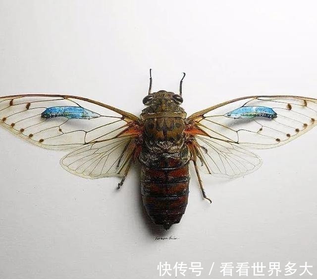 砂糖粒@惊爆眼球!60岁帅大爷在头发丝上画画,米粒、瓜子都给他当画布!