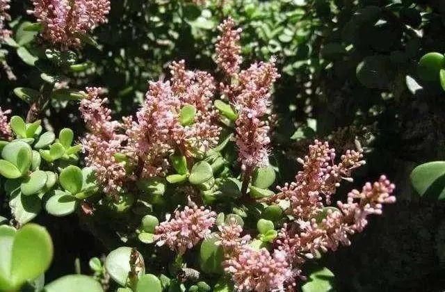 喷药|金枝玉叶开花了,真花长这样,很多人没见过