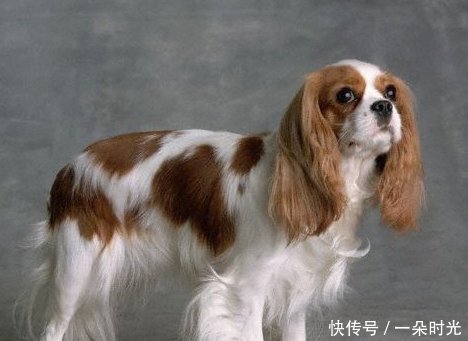 他们是犬中贵族 世界上最贵的十大纯种犬排名 快资讯 他们是犬中贵族 世界上最贵的十大纯种犬排名 快资讯