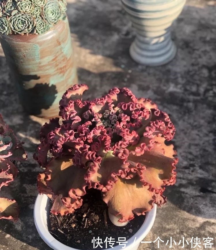 多肉盆栽:强迫症养多肉,必须整整齐齐,一颗也不能乱