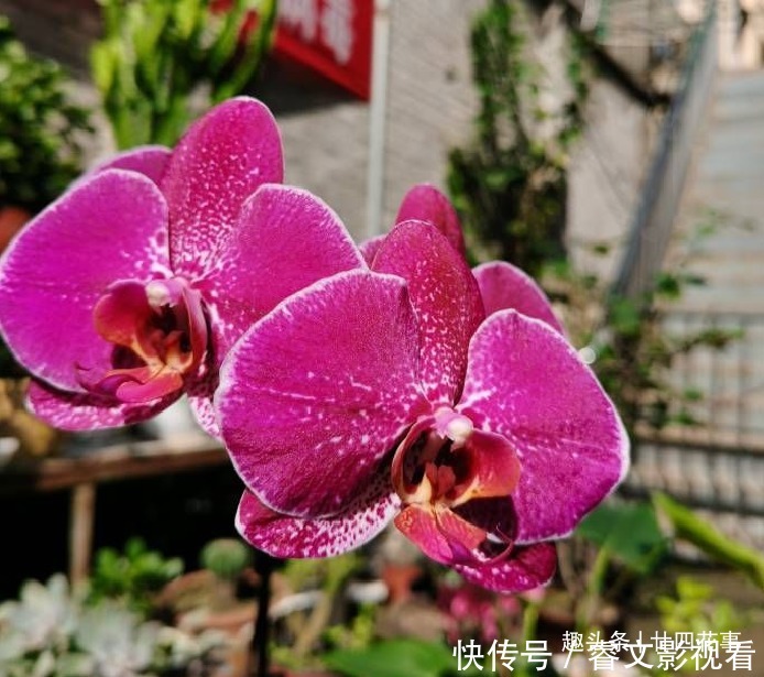 休眠期|春节后养蝴蝶兰,做好3件事,不再“花后死”,还能一盆变多盆