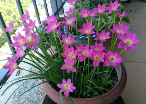  不用|阴雨天，这4样花不用急着往家搬，淋淋雨，开花反而更娇艳
