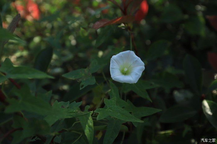 奶爸|准奶爸的座驾福克斯ST-line，颜值与性能齐飞