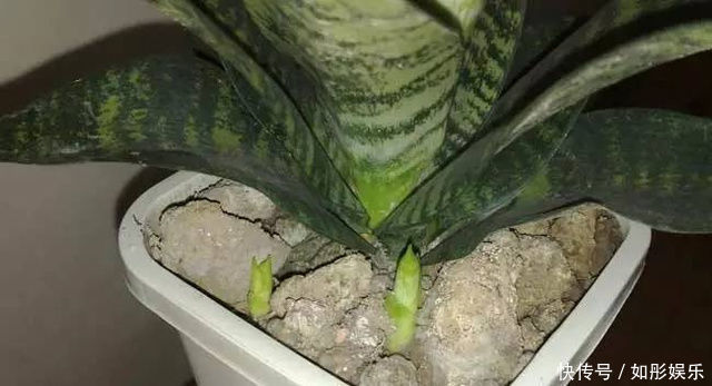 盆栽虎皮兰,学会这3招,保证让你的虎皮兰不断长侧芽