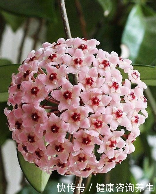 六月养球兰有“三怕”,难怪一直长叶不开花,甚至容易烂根萎蔫!