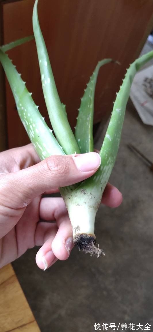 涂抹|喜欢养花的女人,最好养盆芦荟,美容养生特别养人