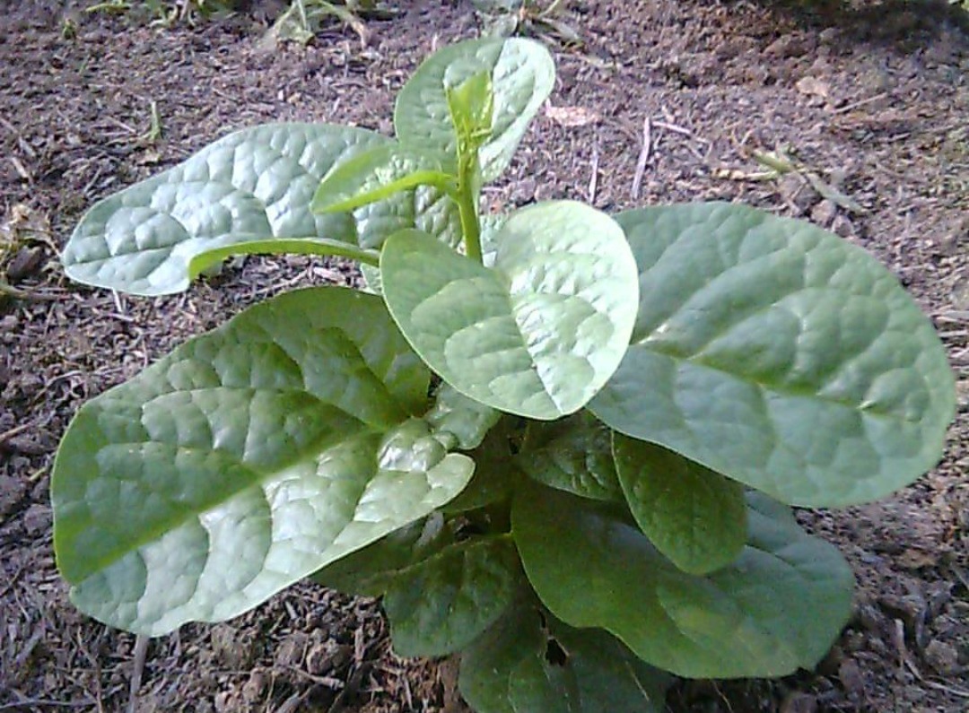 延年益寿|有钱没钱，冬天都要常吃此物，延年益寿，软化血管，身体棒！