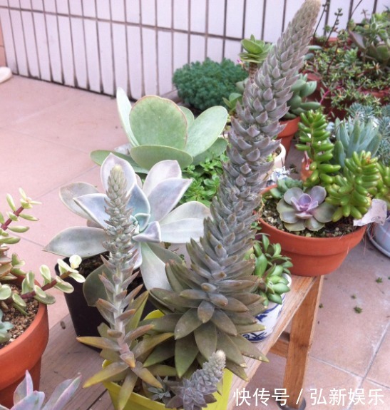 “瓦松”就该这么养,叶片更“肉”更绿,能够蹭蹭“爆满盆”