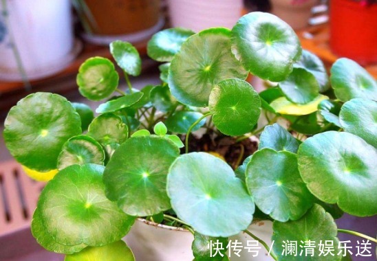 竹芋竹芋|养花人要牢记,5种花“喜阴、不喜阳”,摆在窗台,半天就晒黄叶