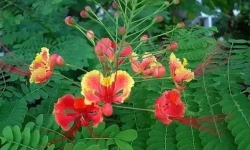 瑞香花|全国56市市花，太美了