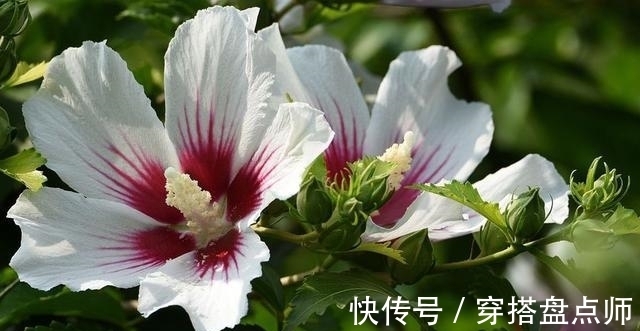 排毒养颜|神奇!这种花开花100多天,剪根枝条就能活,养一盆真不错!