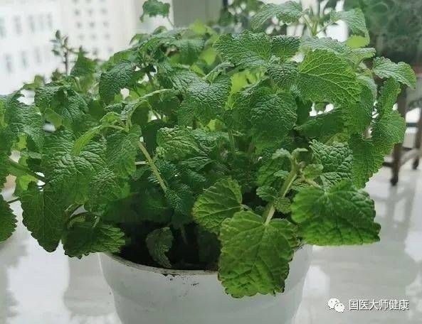 蚊子最讨厌4种“花”，家里养上一盆，蚊子不敢进门