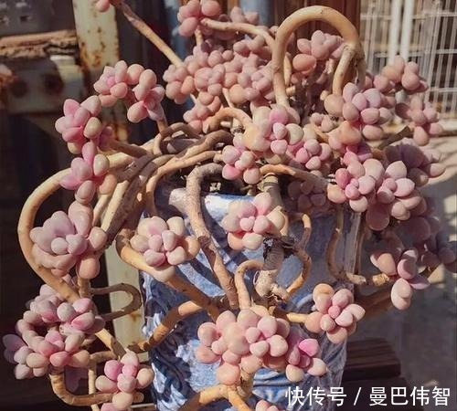 白粉|10款紫色系多肉,每一款都浪漫好养,养一盆“紫气东来”!