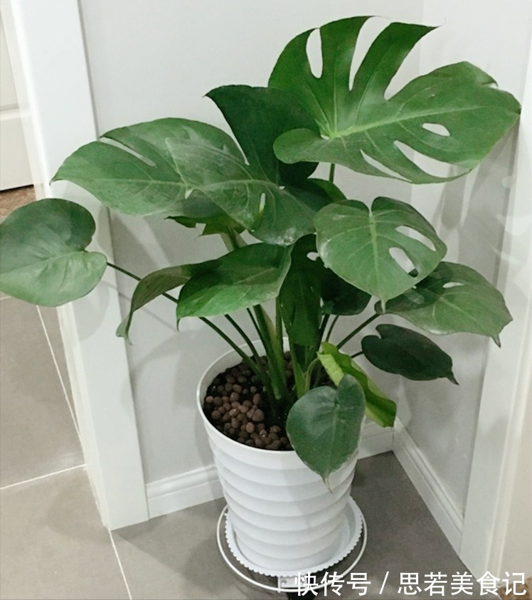 6种“洋气花”，厕所里养的旺，臭味吸光，卫生间变小花园