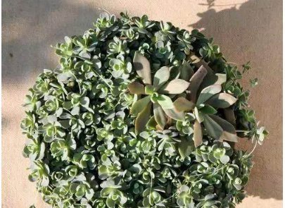 这5种多肉植物,便宜又好养,一不小心就会爆盆