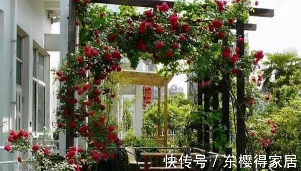 修剪|喜欢养花，先戒掉7个坏习惯，不然啥花也养不好，你占了几个？