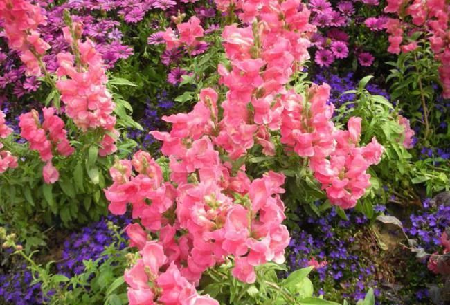 家有院子别浪费，几种花随便养，能从春天开到冬天