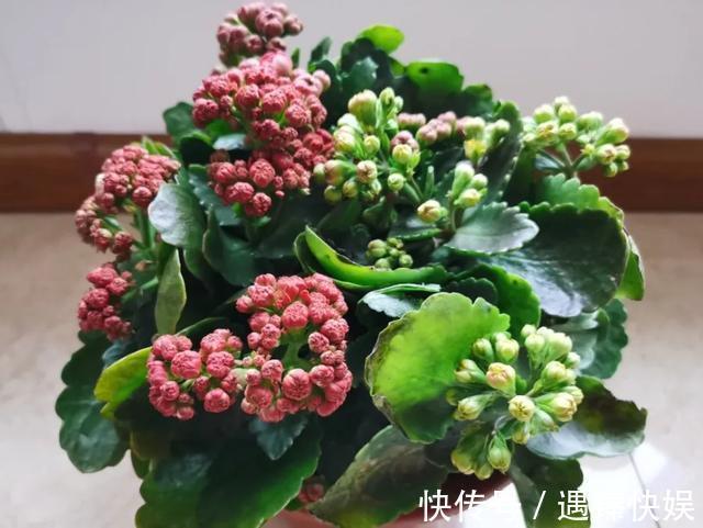 长寿花17个品种，个个都是爆花机器，谁见了都夸！