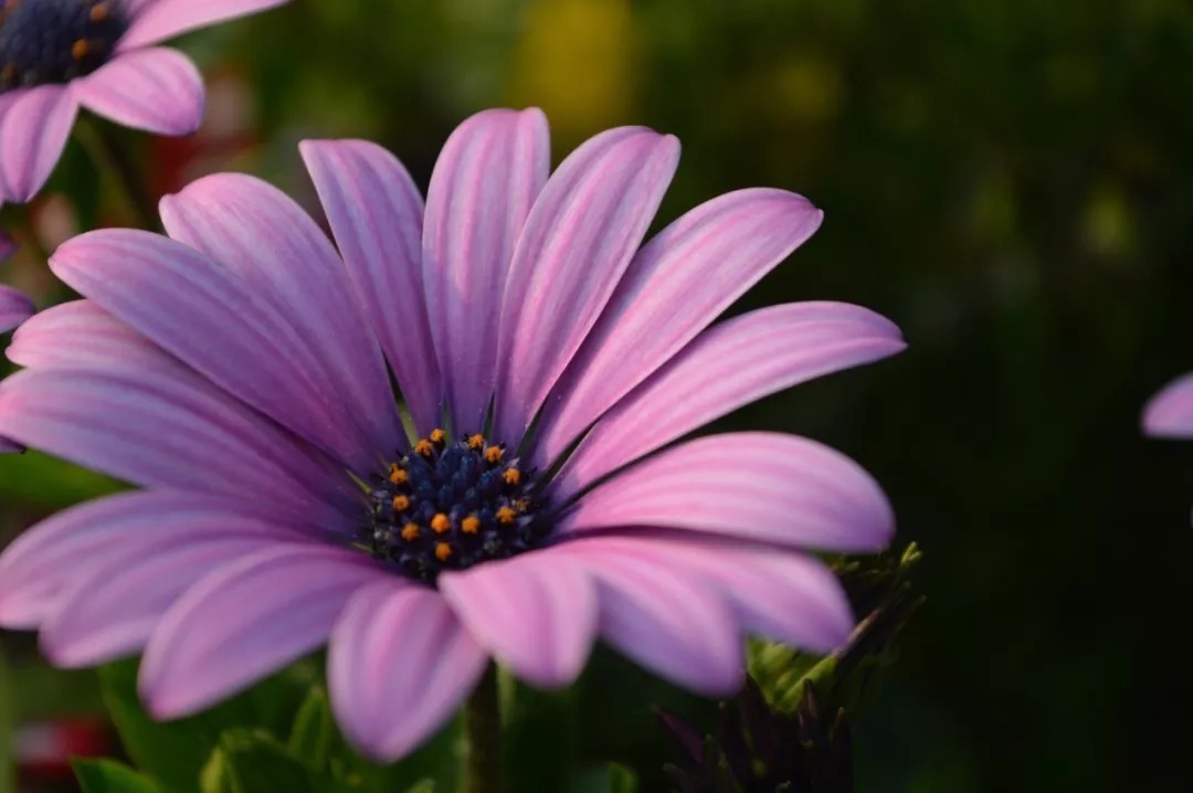 龙和虎&《增广贤文》精华48句,悟透人生有真知