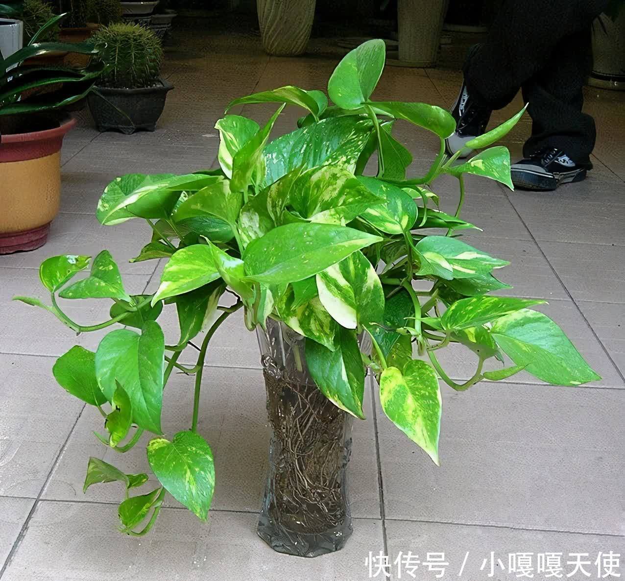 家里有不用的瓶子,拿来水培3种绿植,简单好养清新漂亮