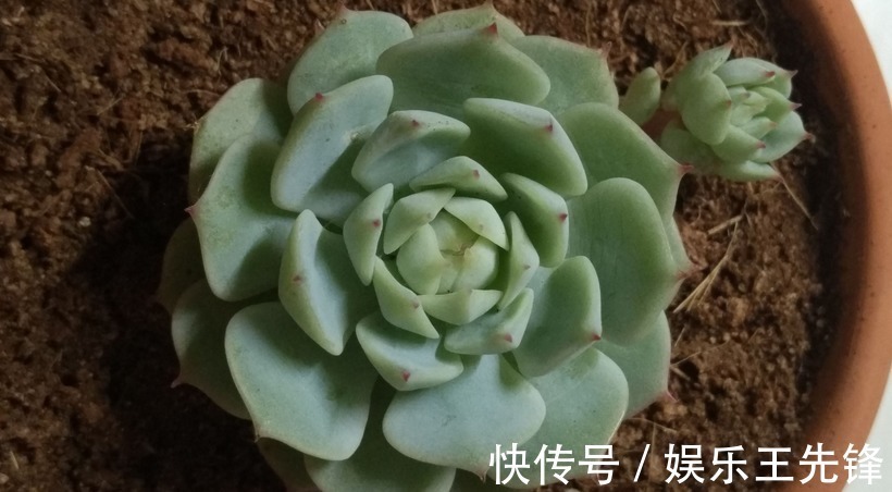 秋季该怎么给多肉浇水?摸清楚这4点,叶子水灵灵,不会没精神