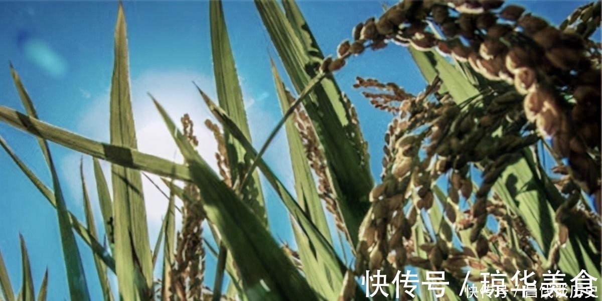 景象|辛弃疾一首《西江月》,写出了乡村夏日夜晚景象,农村孩子都见过