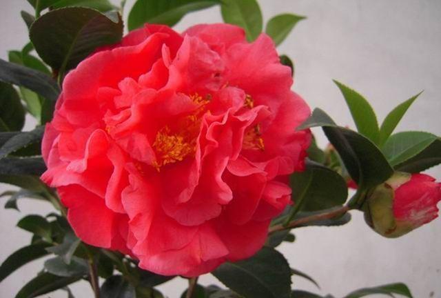 新手养花，不如养盆花中精品“茶花之王”，颜色艳丽，绚丽纷呈