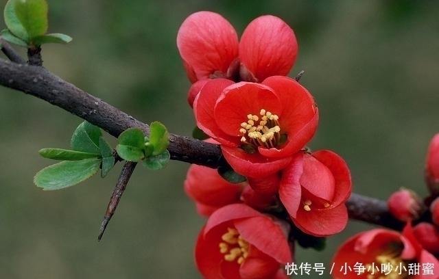 种植|最适合庭院、屋顶绿化种植的植物,各月开花顺序整理,不收藏吗?
