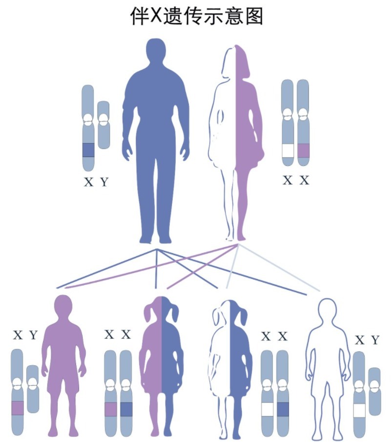 y染色体|?生男生女看谁,梦鲤鱼生女孩,梦蛇生男孩,有科学依据吗?