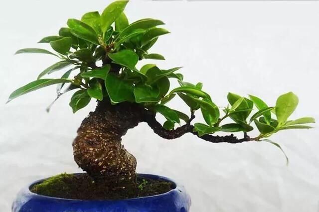 新叶|养盆栽榕树,一个小方法,新叶嫩叶蹭蹭长,枝繁叶茂,越长越旺