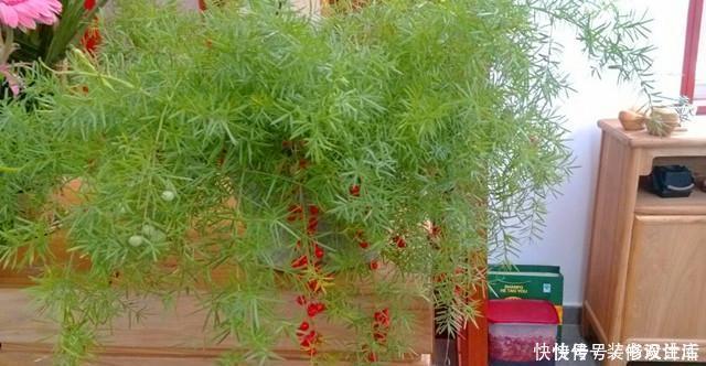 天门冬|武竹还真有这个品种,种出来比文竹还美