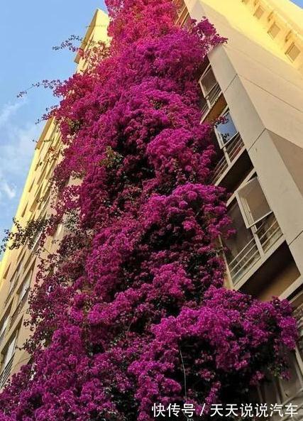 有院子不要错过,种2棵巴西进口花,一年就长成花墙,香味飘很远
