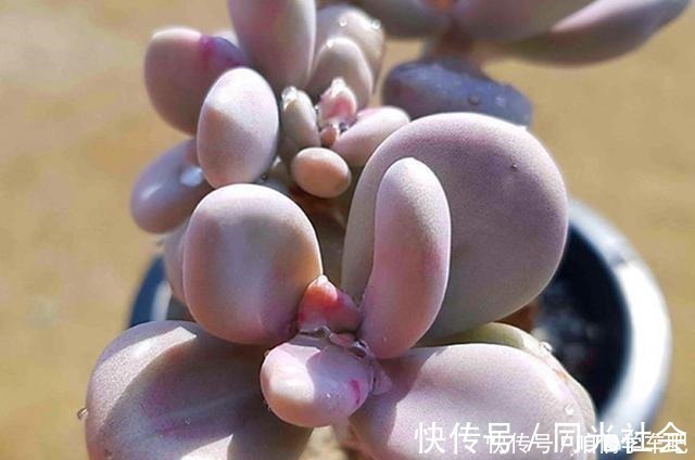 肉友们|多肉植物里的“六大美人”，我家养了几棵，有些确实难养！