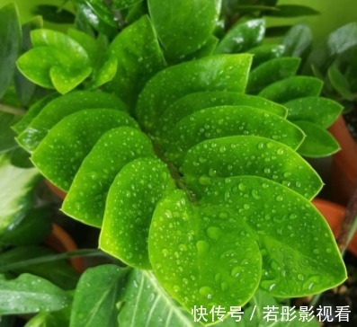 龙骨|富裕家庭都养“3种花”,摆在客厅金玉满堂,懂行人都会养一盆