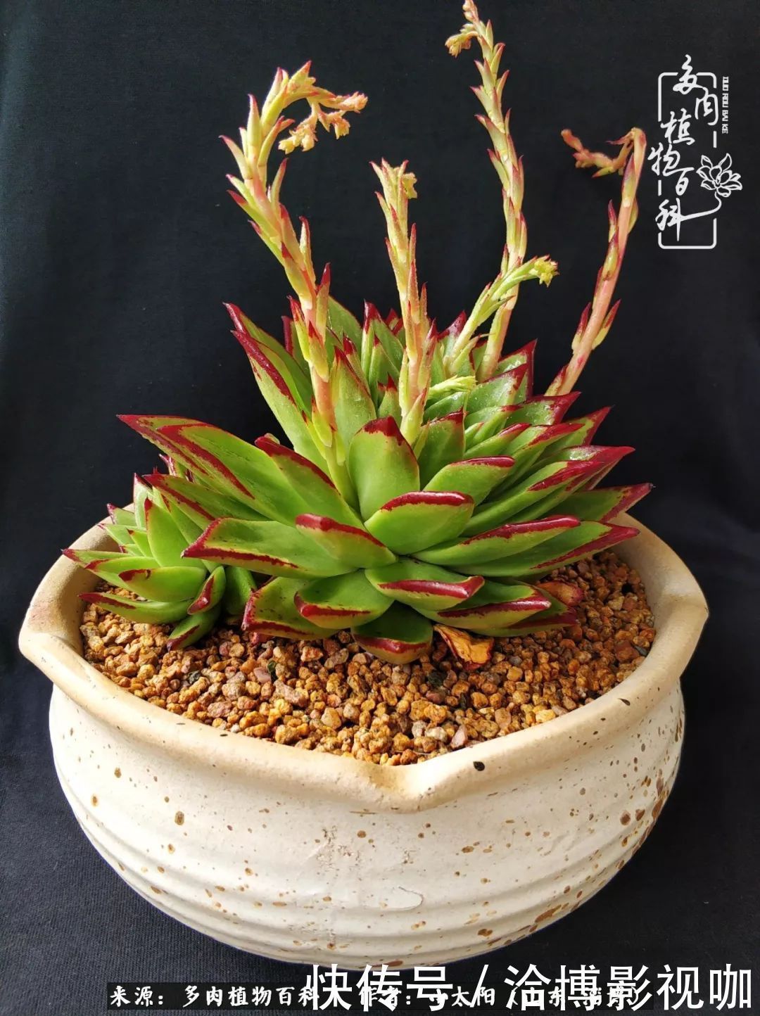 小苗|脱坑一年,最后发现自己生活里始终离不开多肉!