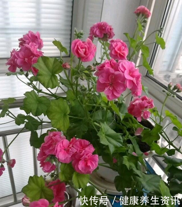 开花漂亮,花期长又勤花,连叶子都带香味,这种花值得养!