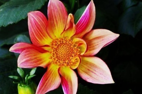 3种花太漂亮了，开花超级多，能开成花墙，养护容易，南北都能种