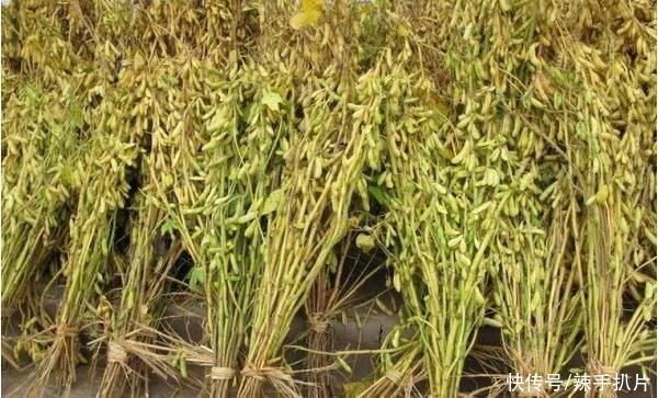  成功|《塔木德》陷阱:“黄豆思维”4大陷阱，识破1条你靠近成功1步