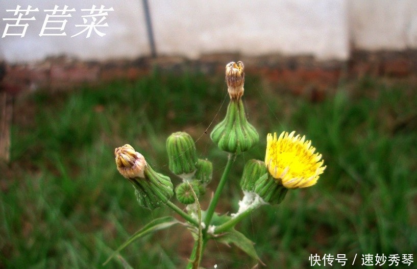 野生苦菜知多少，看图识苦菜