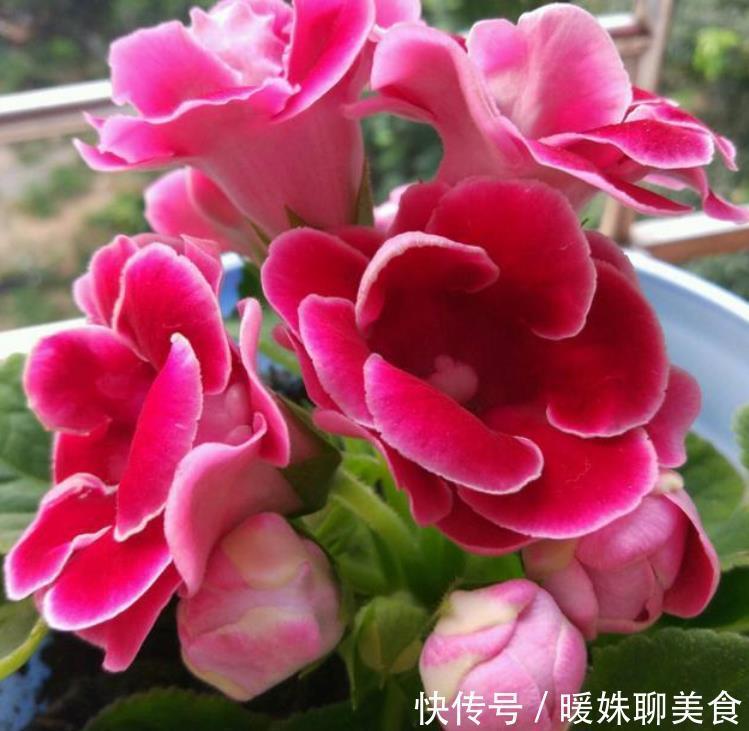 阳台养上4种花,直接变成小花园,浇水越多开花越多,美爆一整夏