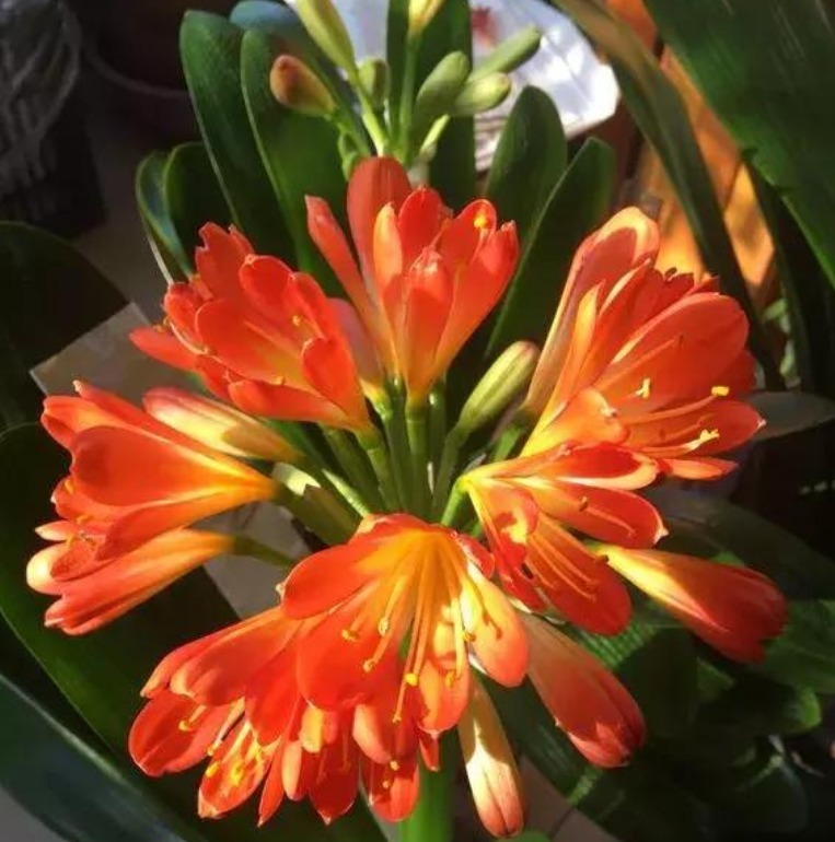 盆底|3种“垃圾”垫盆底,不黄叶烂根,1年四季叶子油绿,花开爆盆!