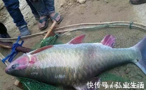 青竹鱼|草鱼和鲤鱼的后代？这种怪鱼只有西南地区才有，人称“青竹鲤”
