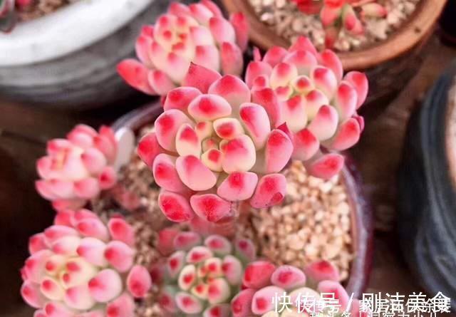 多肉冻成冰糖葫芦，三动作“快速化冻”不黑腐，缀成群头小老桩