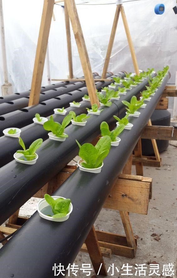 老妈如今在家种菜不用土了!海绵剪剪插蔬菜苗,天天吃菜不花钱!