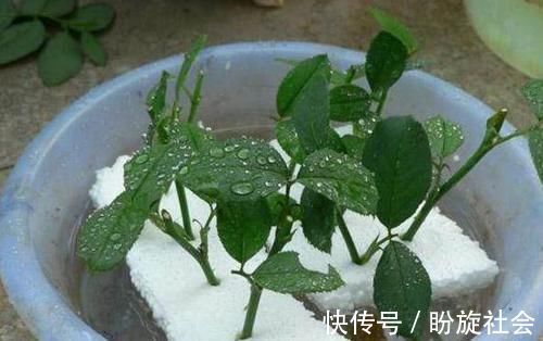 泡沫板你扔了拿来养花,有大用处,3-5天花卉就生根