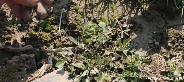 春荠菜|你吃过冬荠菜吗?据说比春天的还鲜嫩,最近成菜市场的新宠