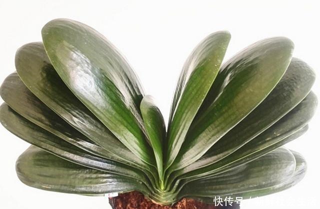 花卉|养兰花、蟹爪兰和君子兰需记住,不能触碰三点,这是自然规律!