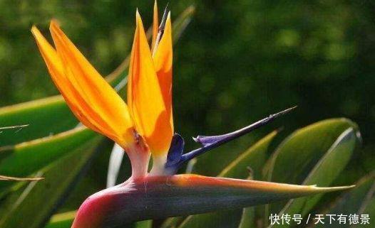 4种花是花中劳模,一年四季开花不断,花开枝繁叶茂,美极了