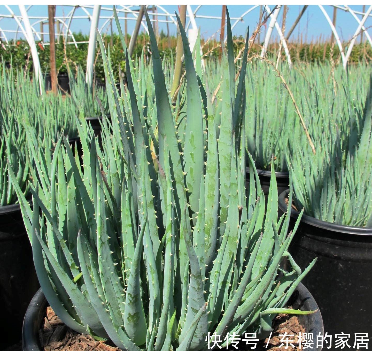 长春花|养花试试这几款,易开,易爆,株型美观,色彩艳丽